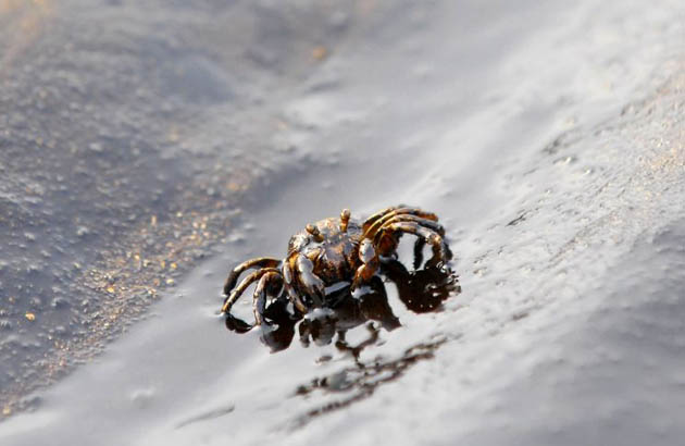 South Korea oil spill