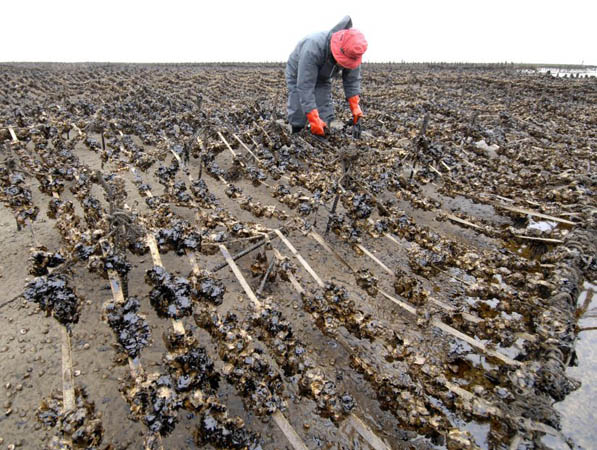 South Korea oil spill