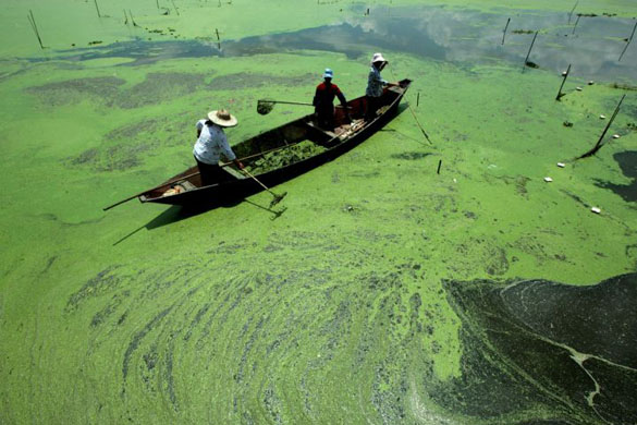 Workers try to clear blue-green algae from Dianchi lake