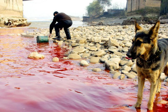 A resident takes a sample of the polluted Yellow river
