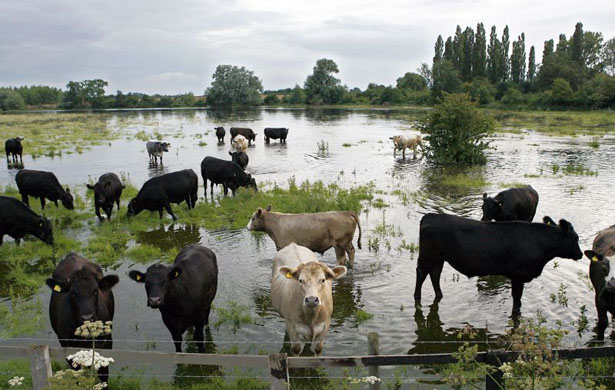 Cattle move to higher areas of a field