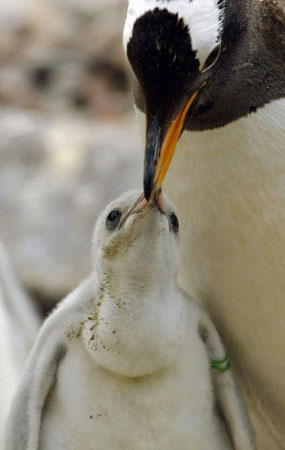 Gentoo penguin