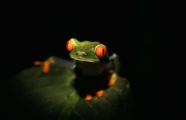  Monteverde, Costa Rica