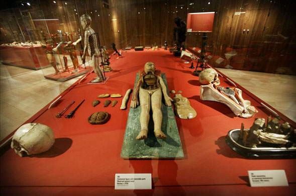 Exhibits including anatomical models