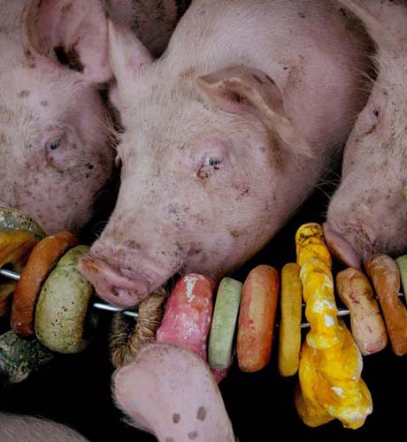 Raalte, the Netherlands