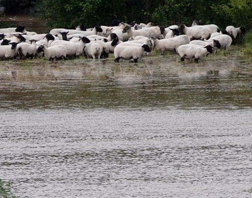 Sheep stranded in a field next to the River Teme