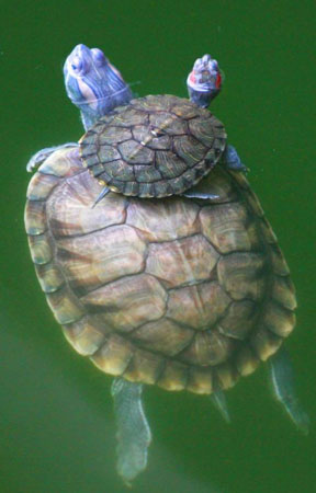 turtle