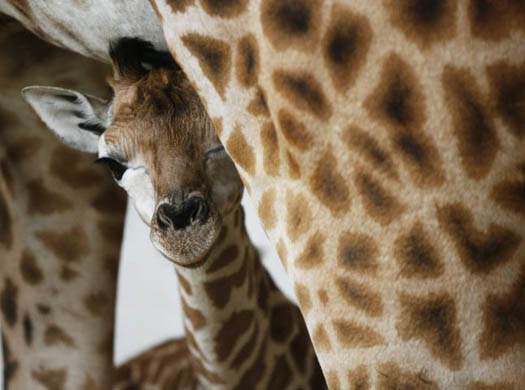 A newborn Rothschild giraffe with its mother in an enclosure at the zoo