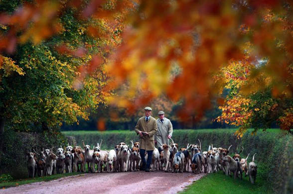 Huntsman Andrew German and his assistant Richard Garton of The Cheshire Forest Hunt exercise their hounds