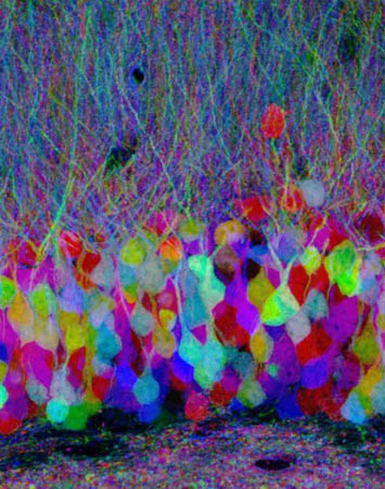 An image showing a 'brainbow', neurons in the mouse cerebral cortex