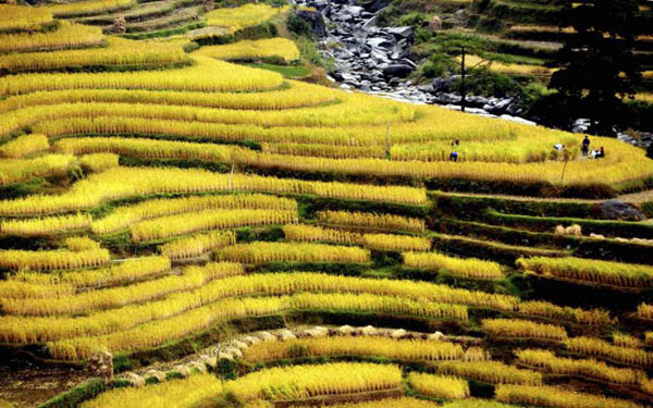 Farmers harvest ripened sticky rice