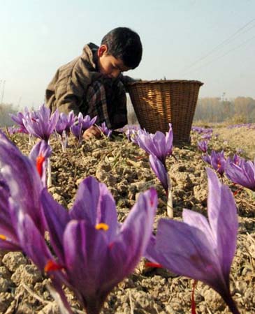 Saffron picking