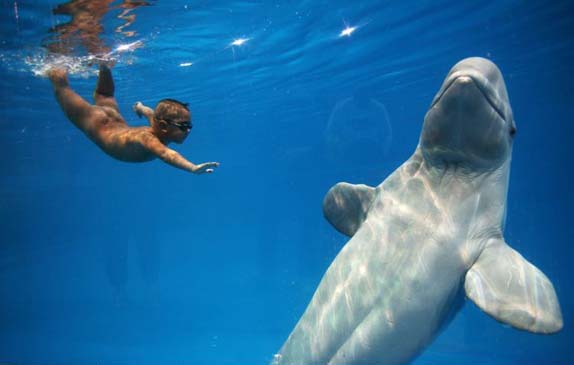 Boy swimming with a whale