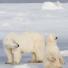 Polar bears in Canada