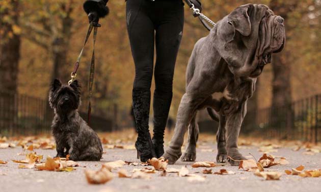 Film dogs in the park