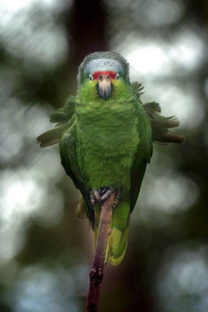 A parrot in the United Nations park
