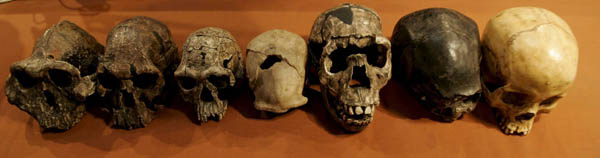 Plaster casts of skulls of (L - R) the earliest fossil finds of humaniods to modern man at the National Museum of Kenya