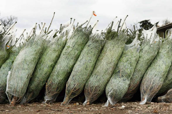 Nordman fir trees lie wrapped in plastic netting ready for distribution