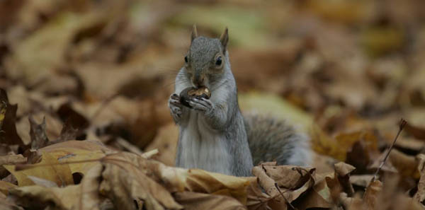 A grey squirrel eats a horse chesnut in St James' park