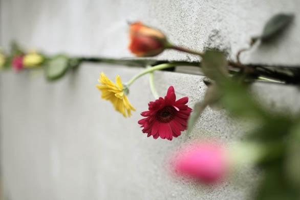 Flowers which have been placed in the Berlin wall during a commemoration ceremony
