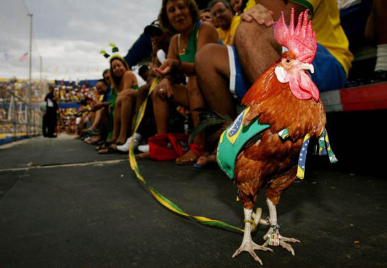 A cockerel dressed in Brazil kit during a Brazil v Mexico beach football match