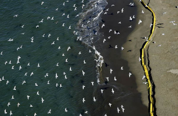 Birds fly over Crissy Field East beach, which is closed for an oil clean-up