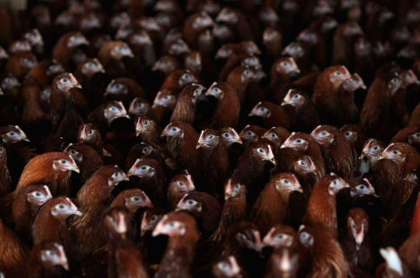 Chickens roost indoors on a Suffolk farm