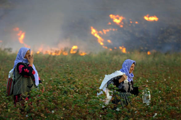 Kurdi woman harvest cotton near the Turkish-Iraqi border
