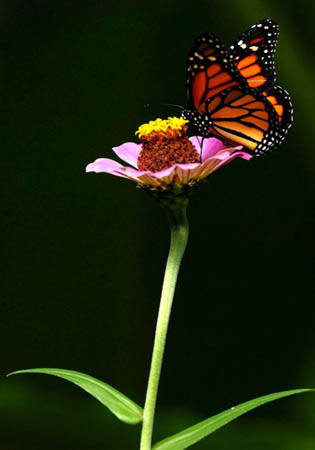 A butterfly rests on a flower at the national zoo