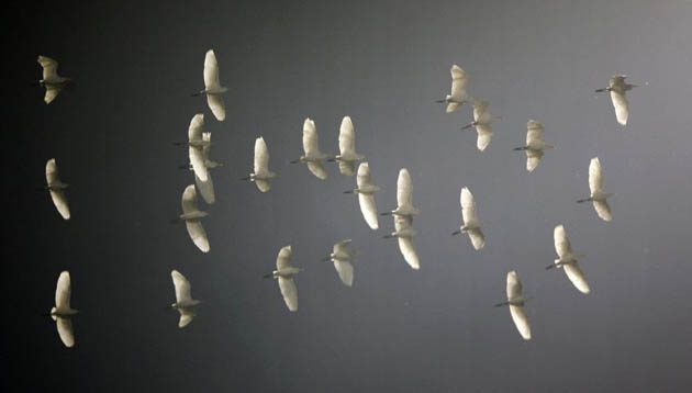 A flock of cattle egrets fly over Captain Roop Singh stadium, where India and Pakistan play their fourth one-day international cricket match