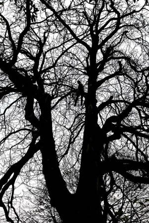 A tree expert sits in the chestnut tree in the backyard of the house where Anne Frank and her family hid during the second world war