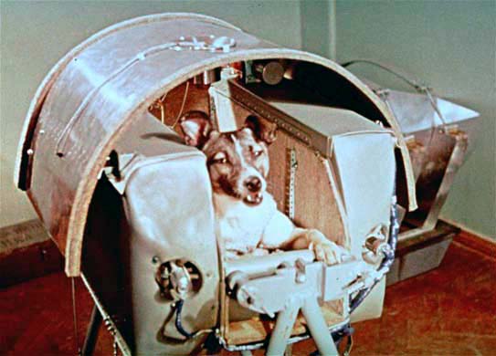 Laika, the female dog who was a passenger aboard Sputnik II