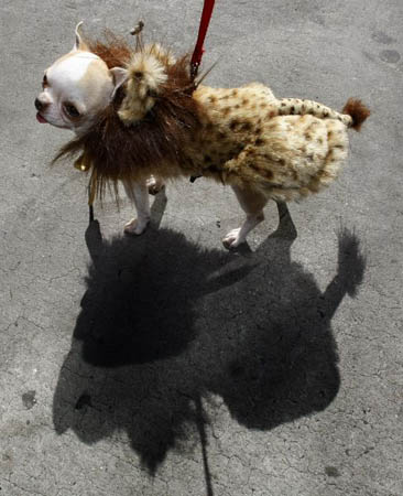 A dog named Tequila dressed like the lion king