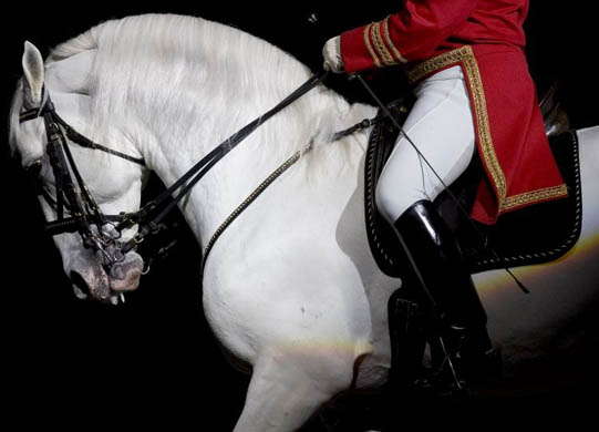 The Lipizzaner Stallions perform at Madison Square Garden