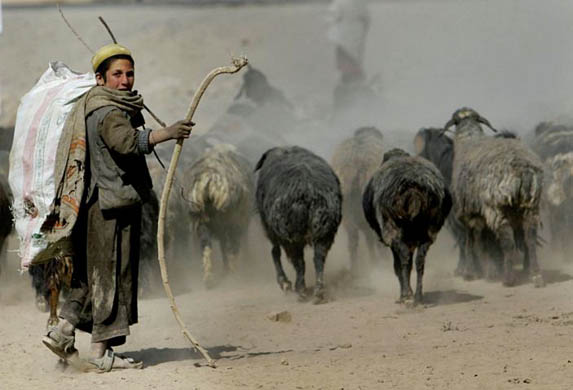 A shepherd tends to his flock