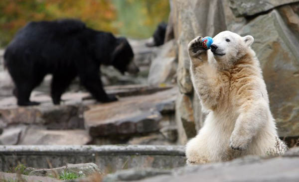 Knut plays with a ball in his enclosure