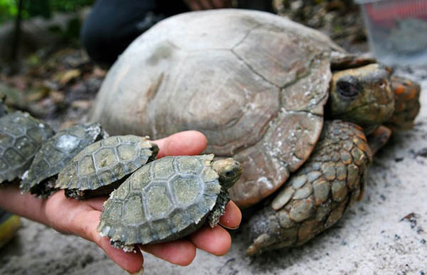 A zoo keeper holds a row of two-month-old hatchlings of the endangered Asian giant tortoise