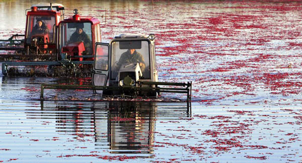 Tractors harvest cranberries at a farm
