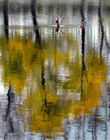 A mallard drake stretches its wings on a pond