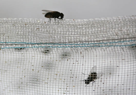 Houseflies cling to nets at a housefly farm