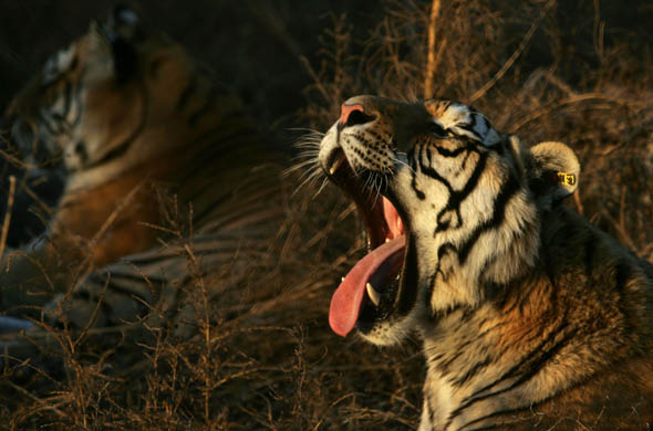 A Siberian tiger yawns