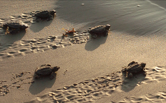  Kemps ridley sea turtle hatchlings