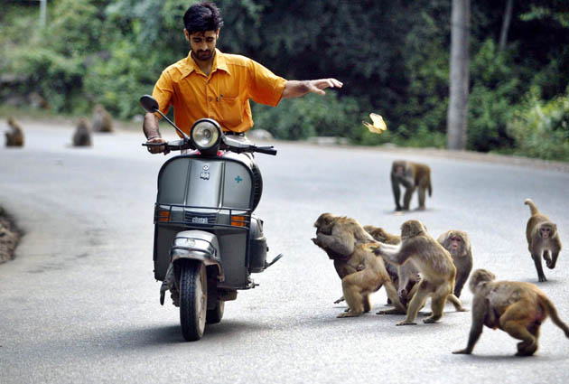 India: Monkeys