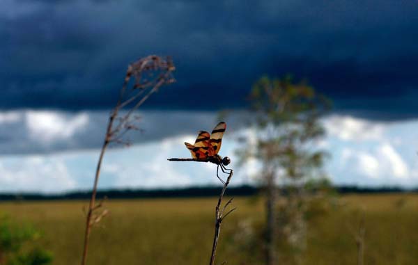 Everglades National Park, USA
