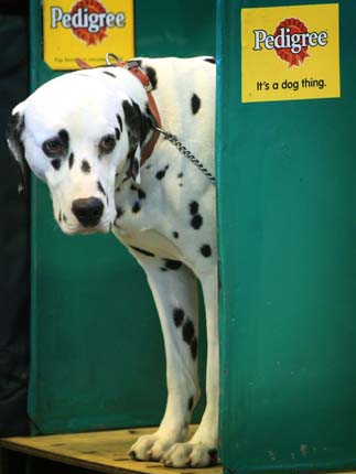Crufts 2008