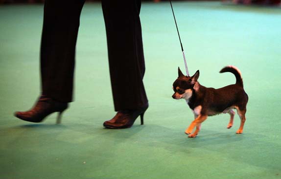 Crufts 2008