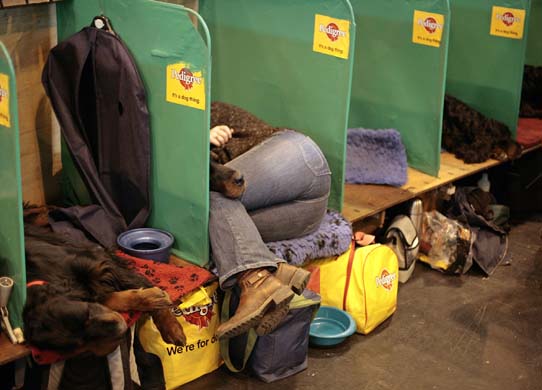 Crufts 2008