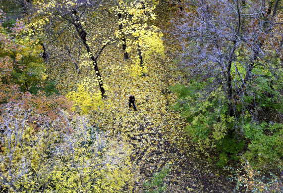 Autumn leaves in Moscow 
