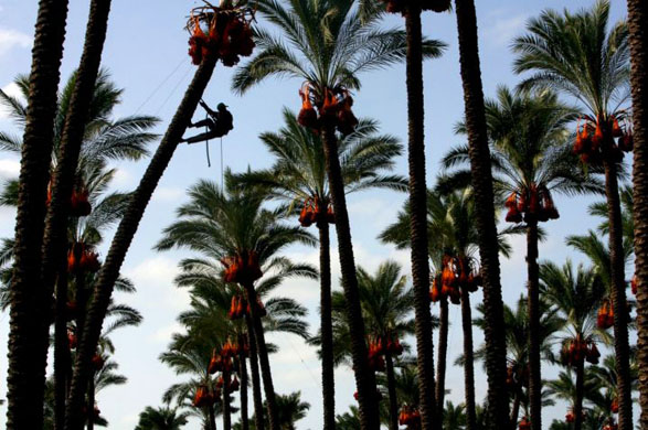 Palestinians pick dates from palm trees 