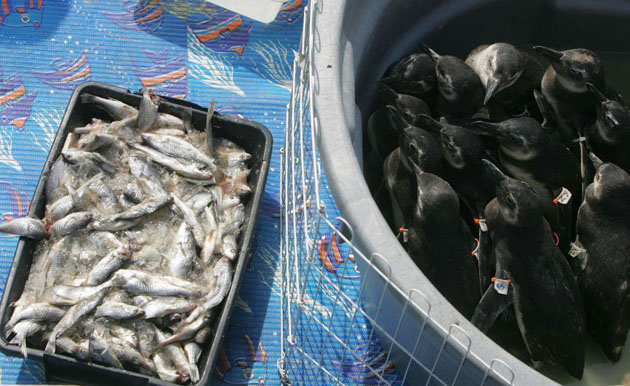 RESCUED PENGUINS IN BRAZIL